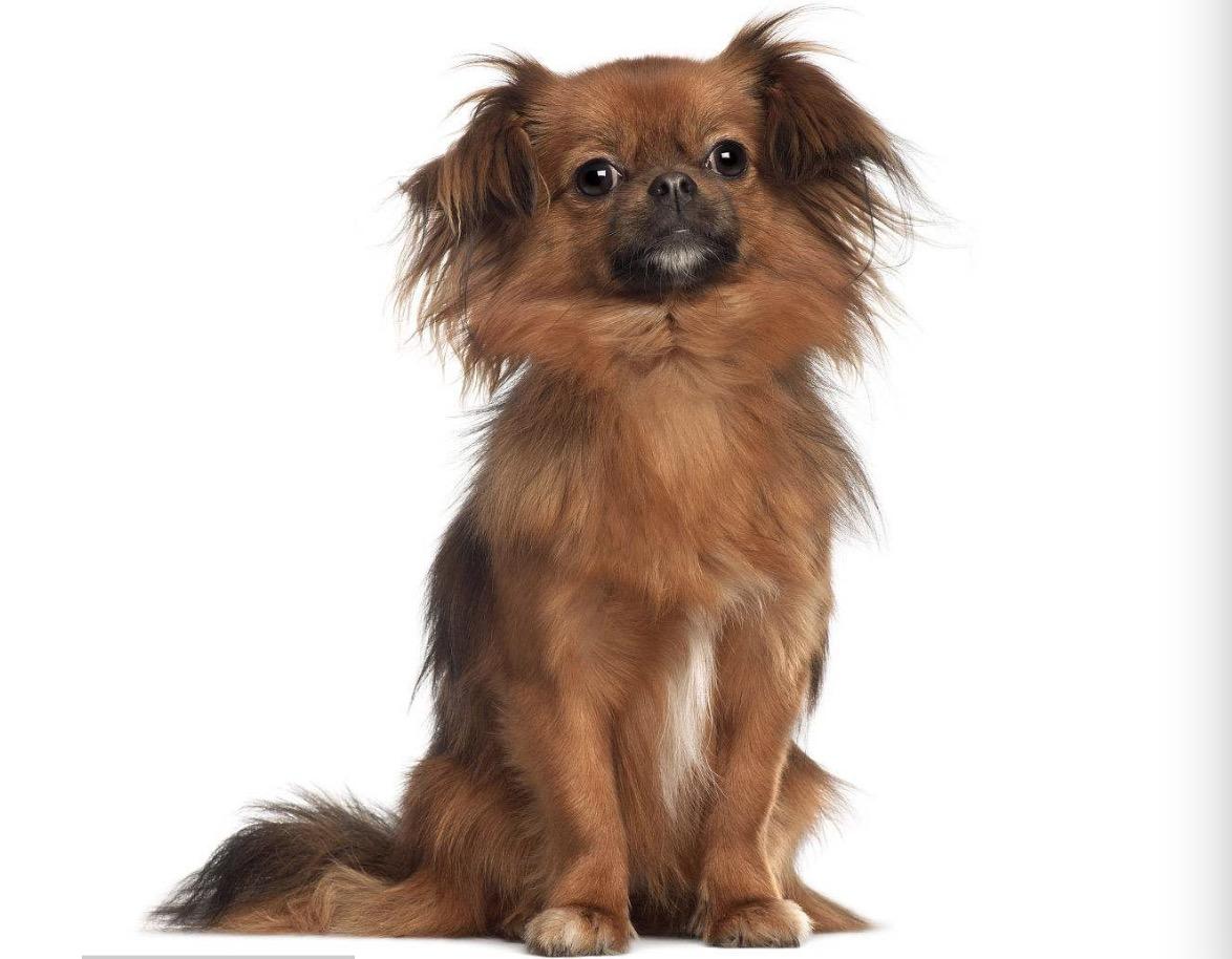 西藏深邃之旅，高原文明的探索之行